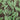 Cowboy Images Charmeuse Lime Roses on Brown Wild Rag