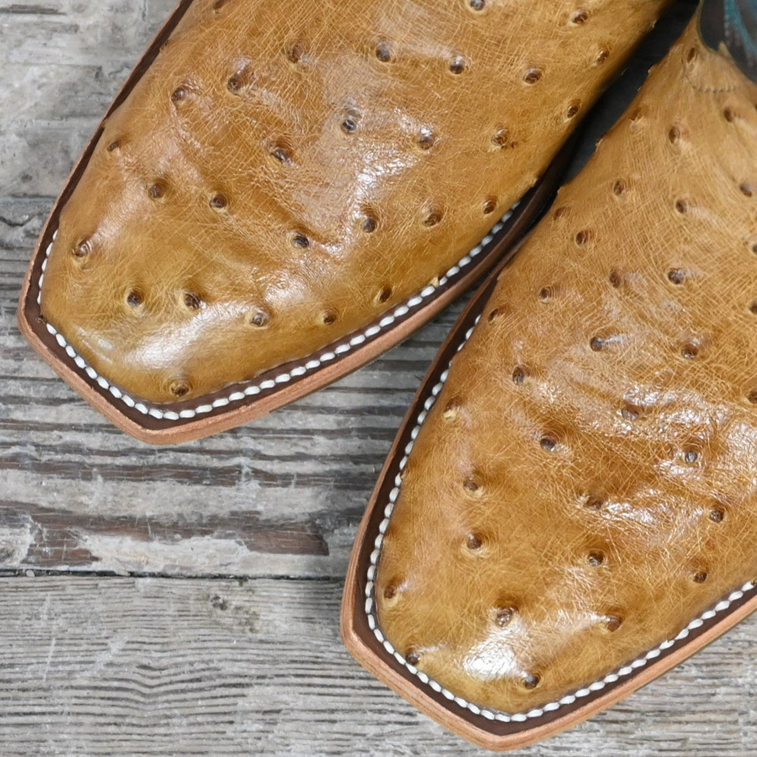 View of Macie Bean 12″ boot with antique saddle ostrich vamp and navy explosion top, TK toe and cowgirl heel