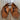 View of Rockin' Y Saddlery Adult Chinks in premium leather with classic design