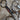 Tom Balding Big Horn Liberator bit with refined curb mouthpiece